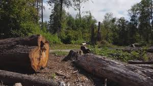 Best Tree and Shrub Care  in Lyndhurst, VA