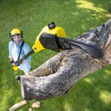 Best Lawn Renovation and Restoration  in Lyndhurst, VA