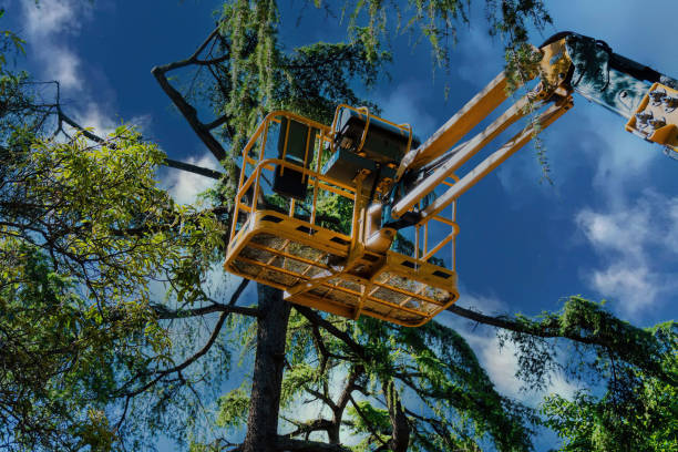 Best Leaf Removal  in Lyndhurst, VA